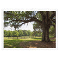 Oak Tree, Pasture & Horses Landscape Jigsaw Puzzle – 500 Pieces in Tin Box
